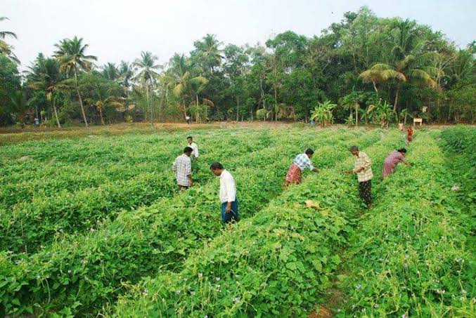 zero budget natural farming